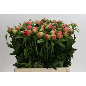 Paeonia Coral Charm