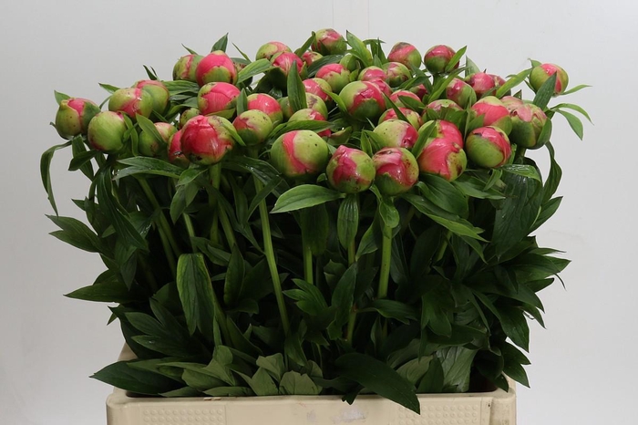 <h4>Paeonia Coral Charm</h4>