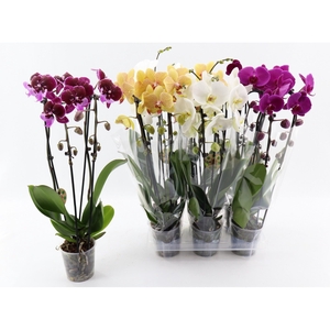 PHAL EL CASCADE