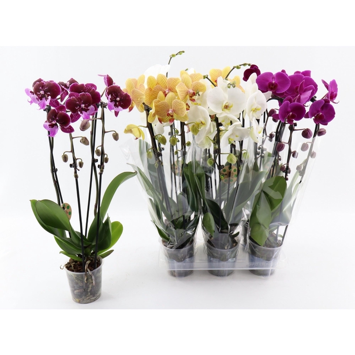<h4>PHAL EL CASCADE</h4>