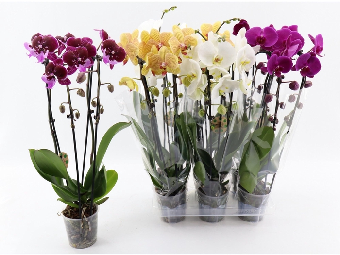 PHAL EL CASCADE