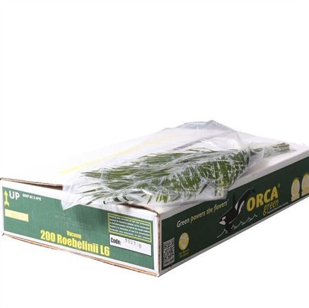Phoenix 60 V P