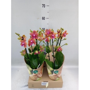 Phalaenopsis multi. 'Ant Bolgheri'