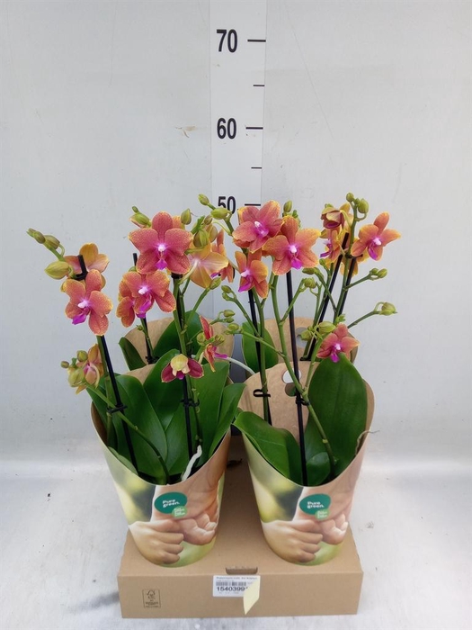 <h4>Phalaenopsis multi. 'Ant Bolgheri'</h4>