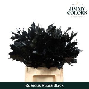 Quercus Rubra L60 Black