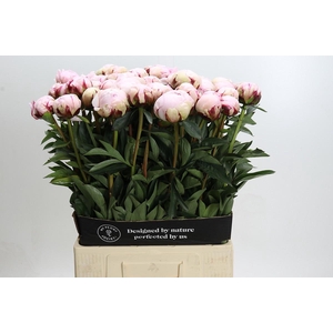 Paeonia Reine Hortense