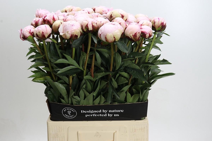 <h4>Paeonia Lact. Reine Hortense</h4>