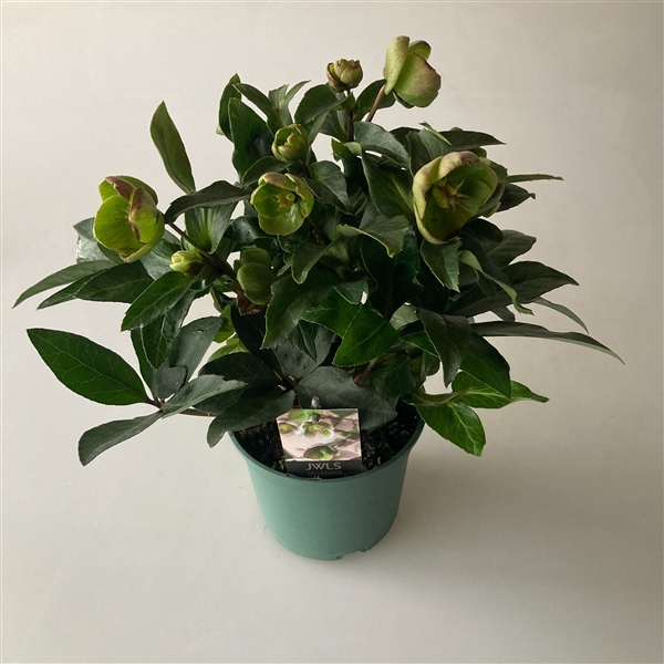 <h4>Helleborus Diamonfire JWLS</h4>