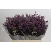 Limonium ov Piuma Sky