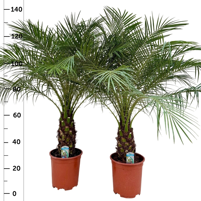 <h4>PHOENIX ROEBELENII</h4>