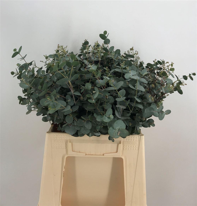 <h4>EUCA GUNNI C150</h4>