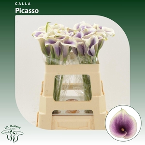 Calla Picasso