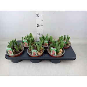 Tulipa DU   ...