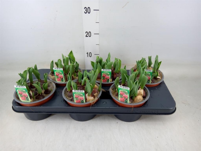 <h4>Tulipa DU   ...</h4>