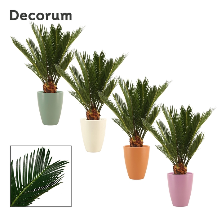 <h4>Cycas Revoluta 12 cm Decorum, 6+ veren in Carly (Craft world)</h4>