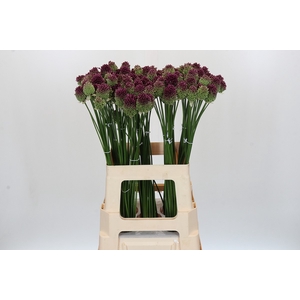 Allium Sphaerocephalon