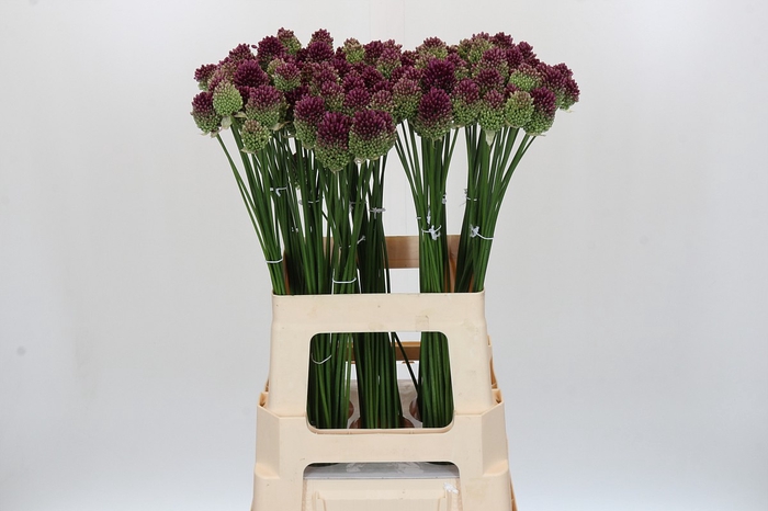 Allium Sphaerocephalon