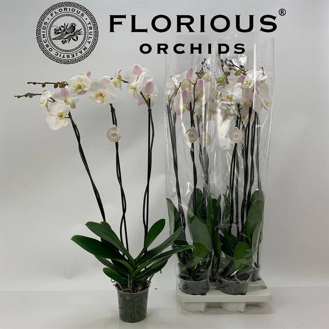 <h4>.Phalaenopsis overig wit</h4>