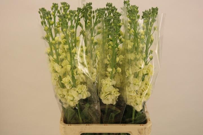 <h4>MATTH IRON YELLOW</h4>