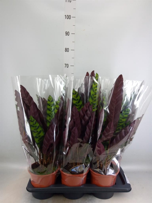 <h4>Calathea lancifolia</h4>