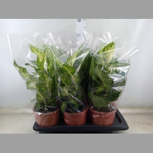 Dieffenbachia  'Mars'