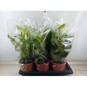 Dieffenbachia  'Mars'