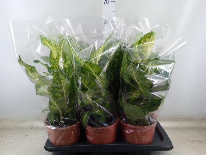 <h4>Dieffenbachia  'Mars'</h4>