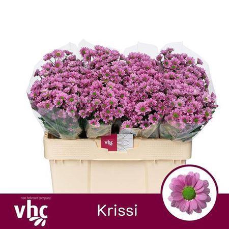 <h4>Chr San Krissi</h4>