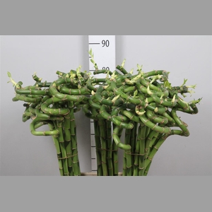 Drac Lucky Bamboo 080cm