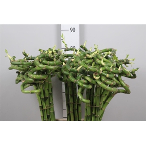 Drac Lucky Bamboo 080cm