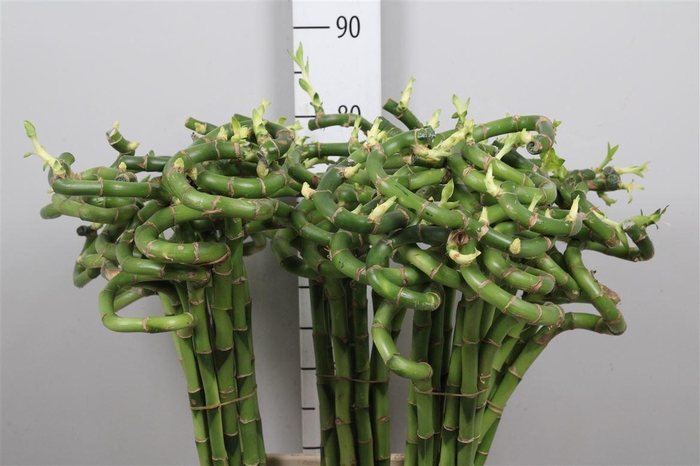 <h4>Drac Lucky Bamboo 080cm</h4>