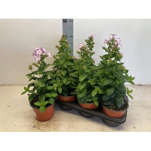 PHLOX PANICULATA