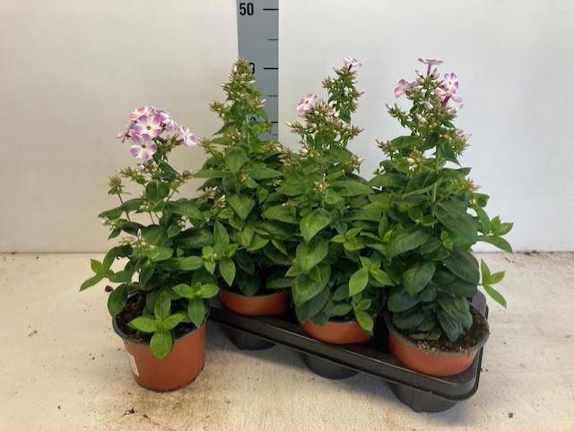 <h4>PHLOX PANICULATA</h4>