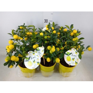 Fortunella margarita