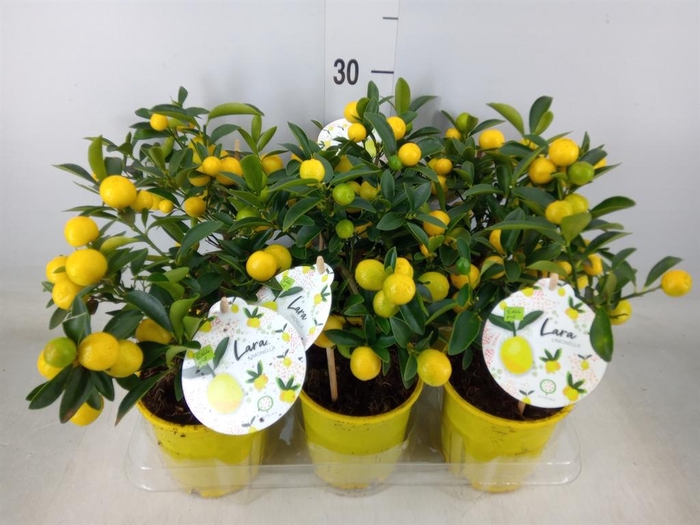 <h4>Fortunella margarita</h4>