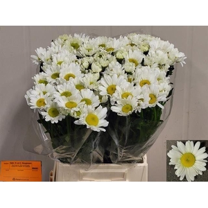 LEUC VULG RHEINBLICK