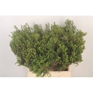 Kaaps Agathosma