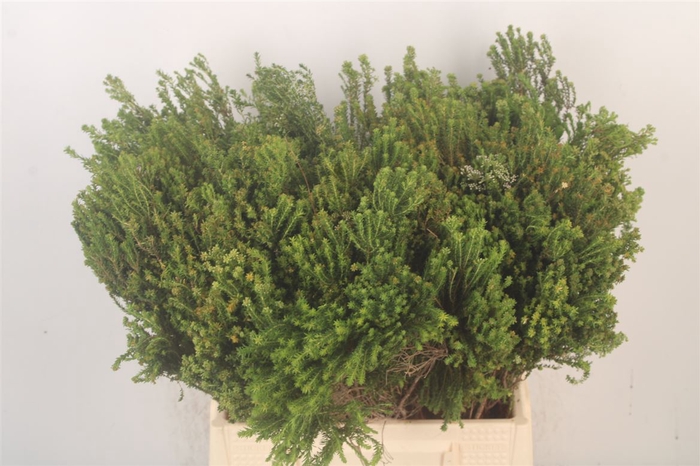 <h4>Kaaps Agathosma</h4>