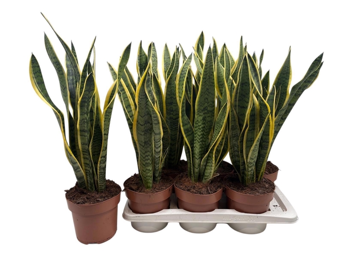 <h4>SANSEV LAURENTII</h4>