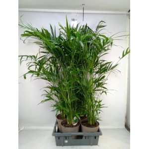 Chamaedorea cataractarum