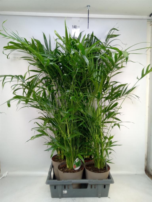 <h4>Chamaedorea cataractarum</h4>