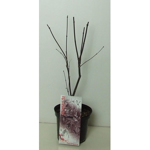 Acer palmatum 'Red Emperor' P19