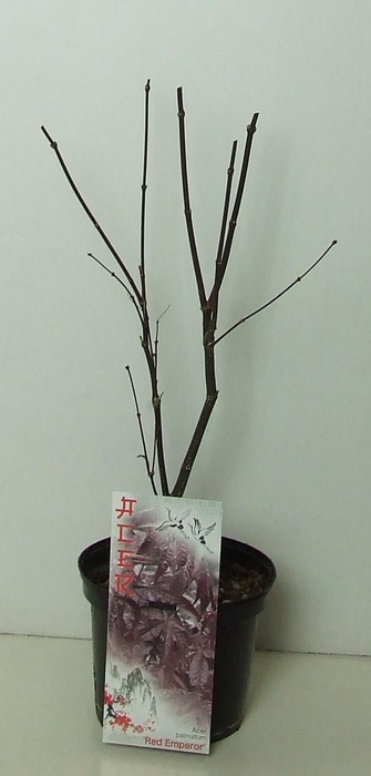 <h4>Acer palmatum 'Red Emperor' P19</h4>