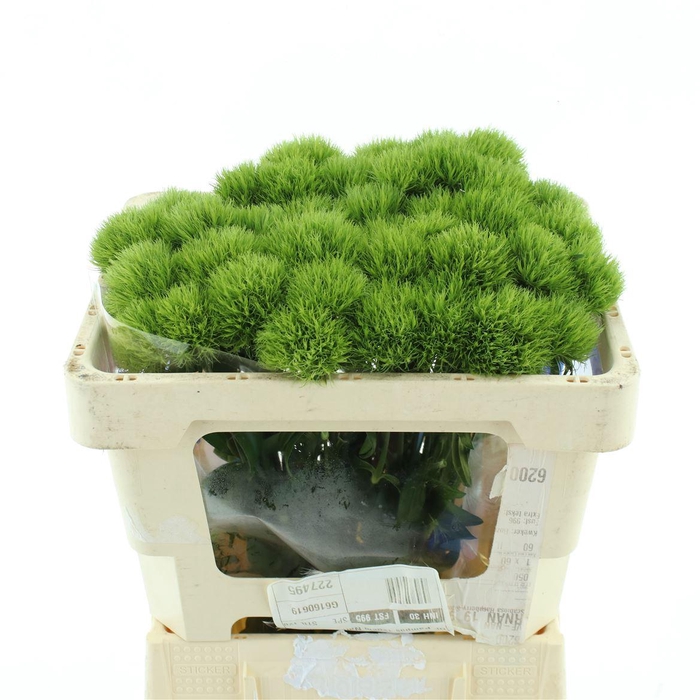 <h4>Di Barb Kiwi Mellow Extra</h4>