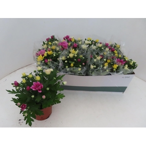 Chrysanthemum gemengd in pot