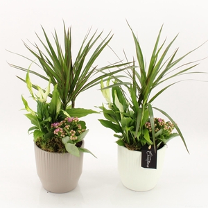 ARR KAMERPL GROEN