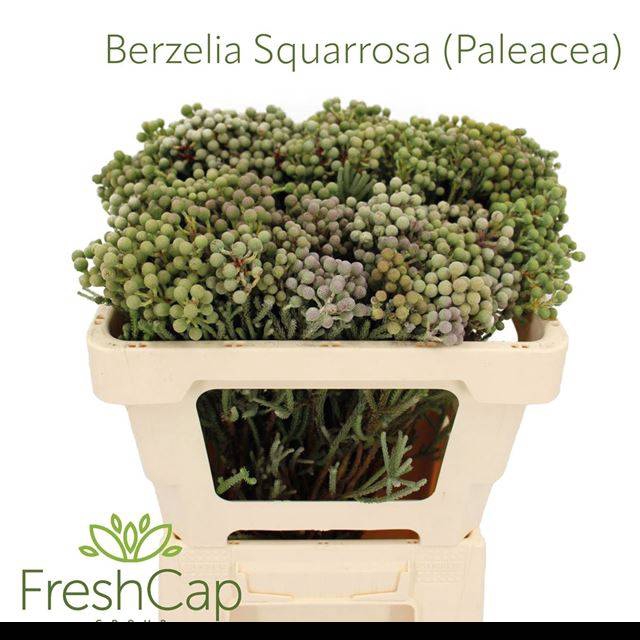 <h4>BERZ SQUARROSA</h4>