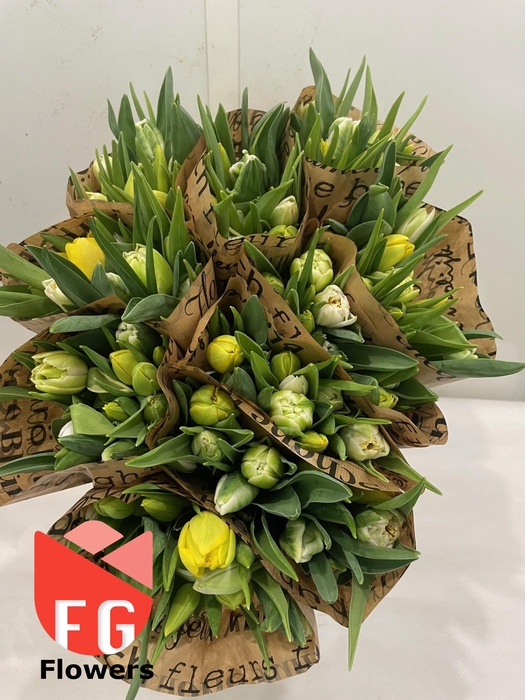 TU DU GEM White-Yellow