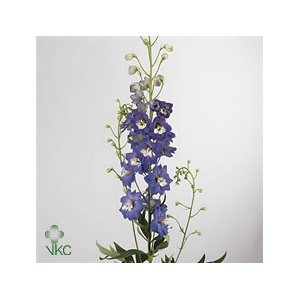 Delphinium double Aurora Blue