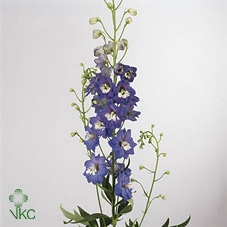 <h4>Delphinium double Aurora Blue</h4>